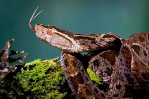 Copigar snakes: начин на живот, цялата информация Copigar snakes: начин на живот, цялата информация